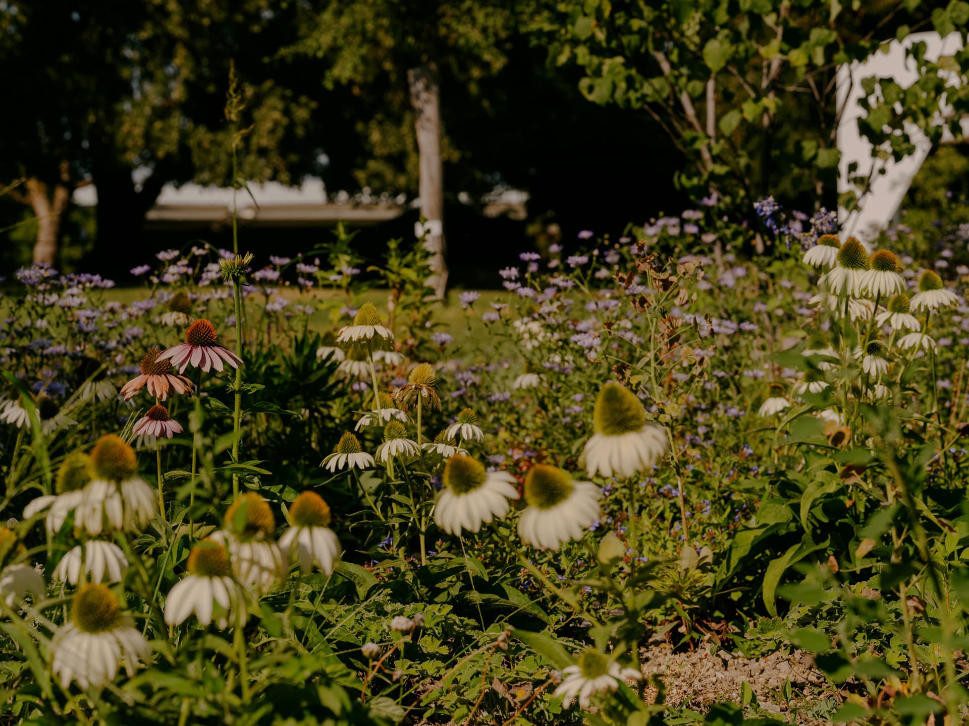 ON ROOTING IN A PLACE: Panel discussion and launch of the Fondation Beyeler’s Botanical Programme