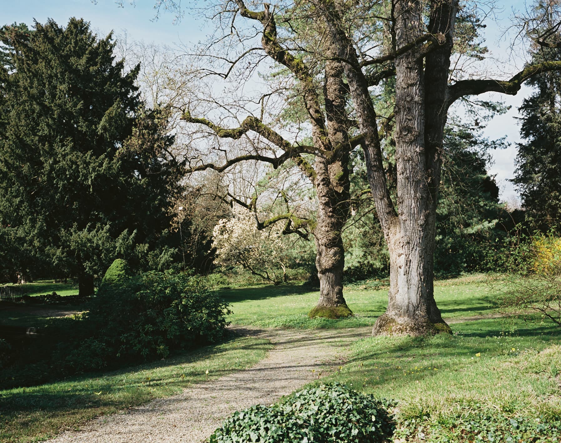 «Universum Baum»