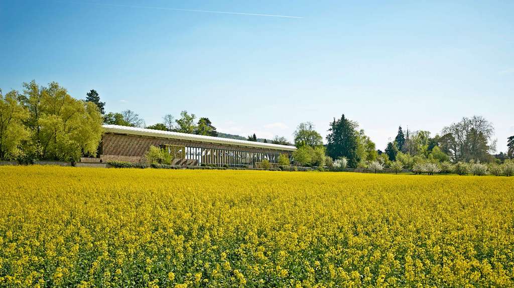 Yellow and green fields in front of the Beyeler Musuem in Spring